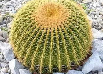 Echinocactus grusonii