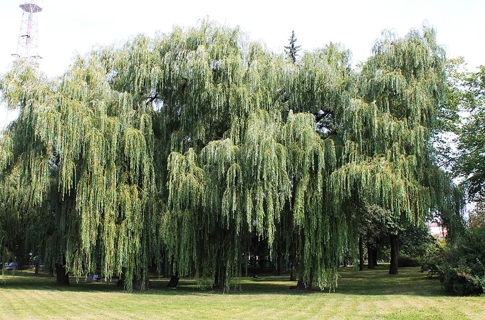 Genetic Insights into Weeping Apple Trees