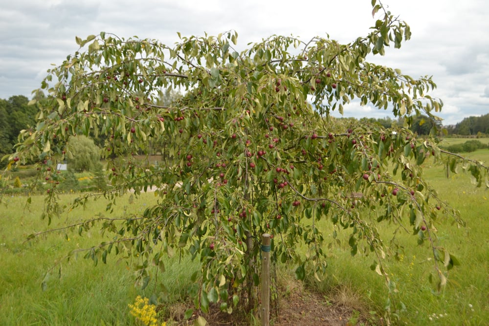 Unveiling the Genetics Behind Weeping Apple Trees