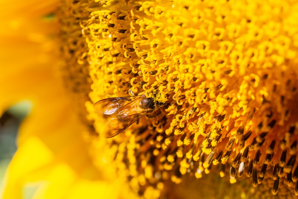 The Significance of Pollen Donors in Plant Growth