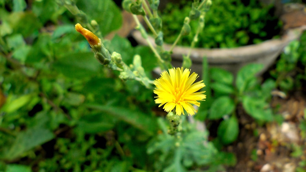 Understanding Flowering in Plants