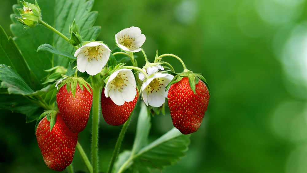 Signaling Factors for Flower Formation