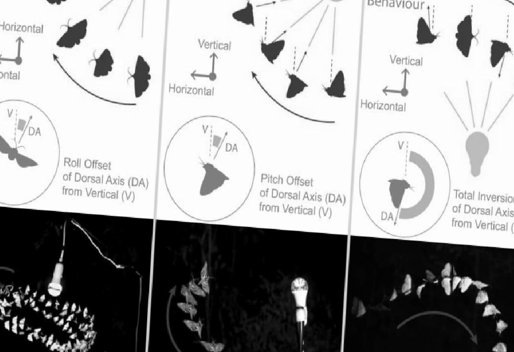 Hypotheses Of Why Insects Fly To The Light