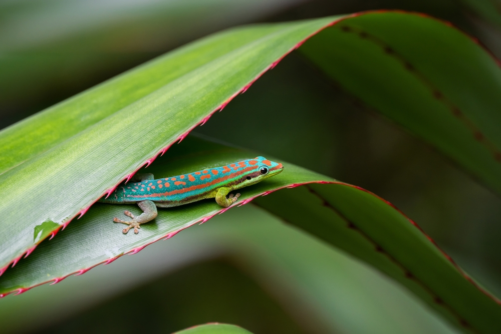 Evolutionary Strategies in Flower-Pollinator Coevolution