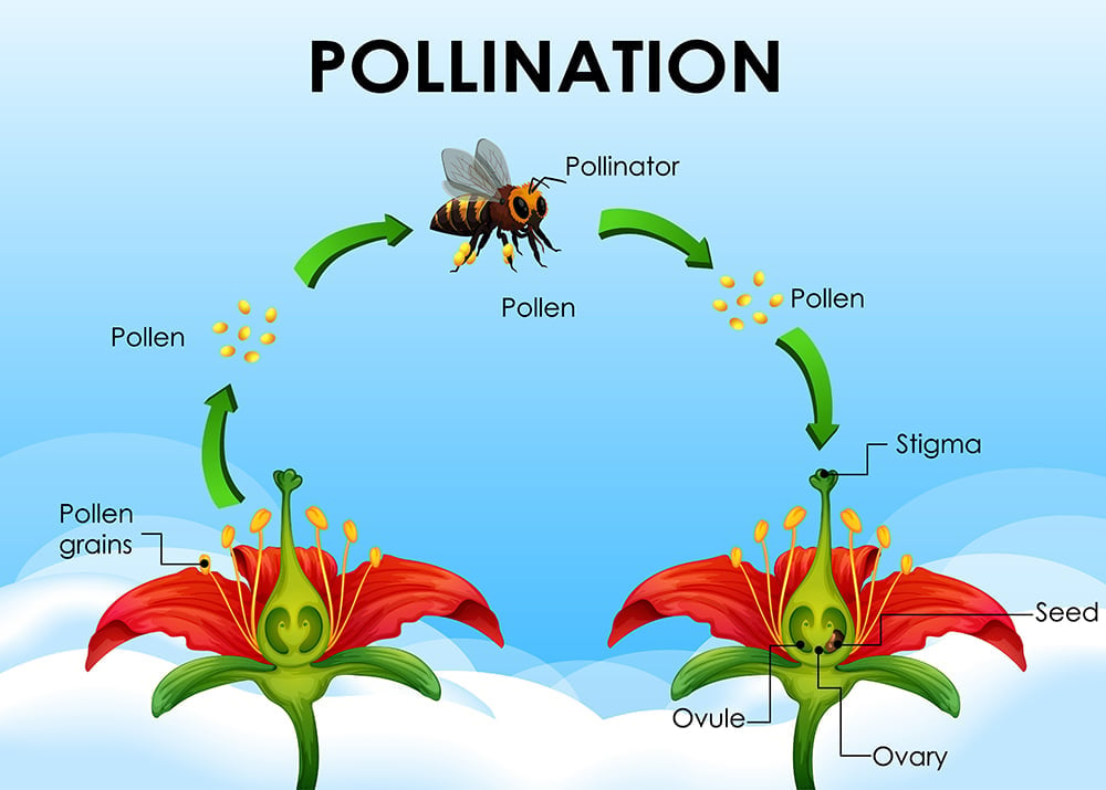 Importance of Pollination
