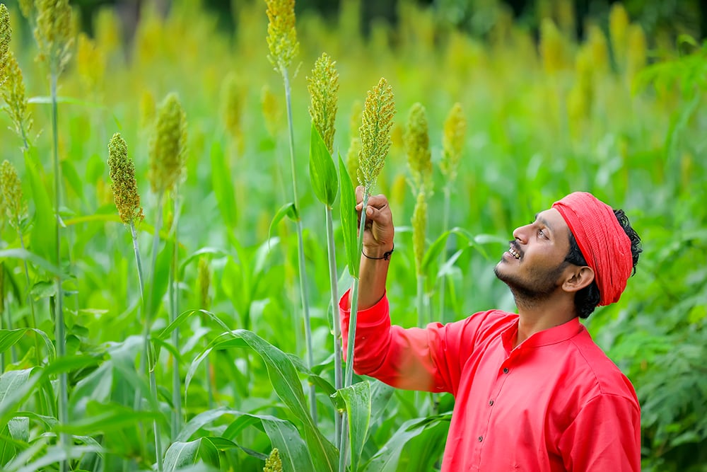Millets And Climate Resilience
