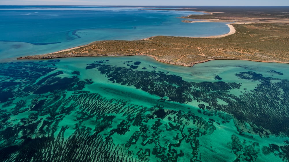 Which Species Held The Title Of Largest Living Organism Before The Shark Bay Phenomenon Was Found?