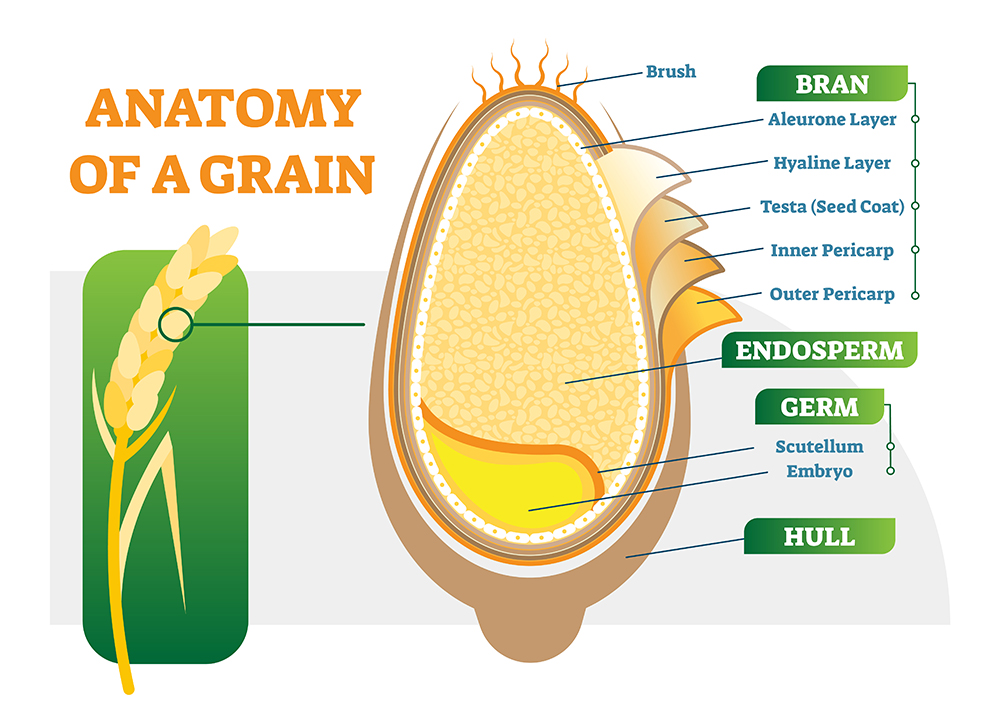 Breeding For Low Gluten