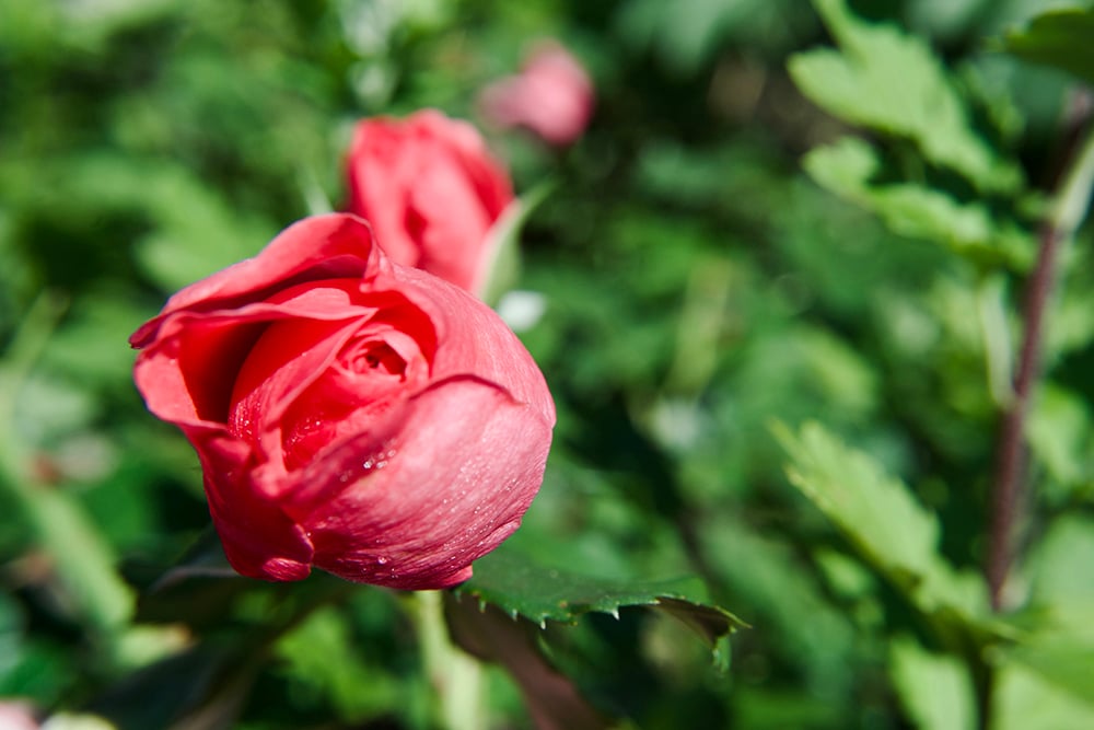 Hundreds Of Years Of Rose Breeding