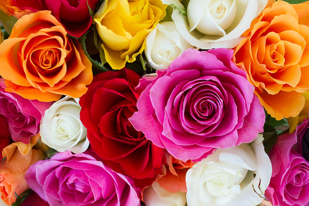 How Do Roses Produce Fragrance?