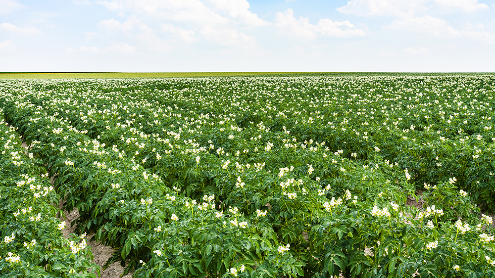 When Green Potatoes Led To Poisoning