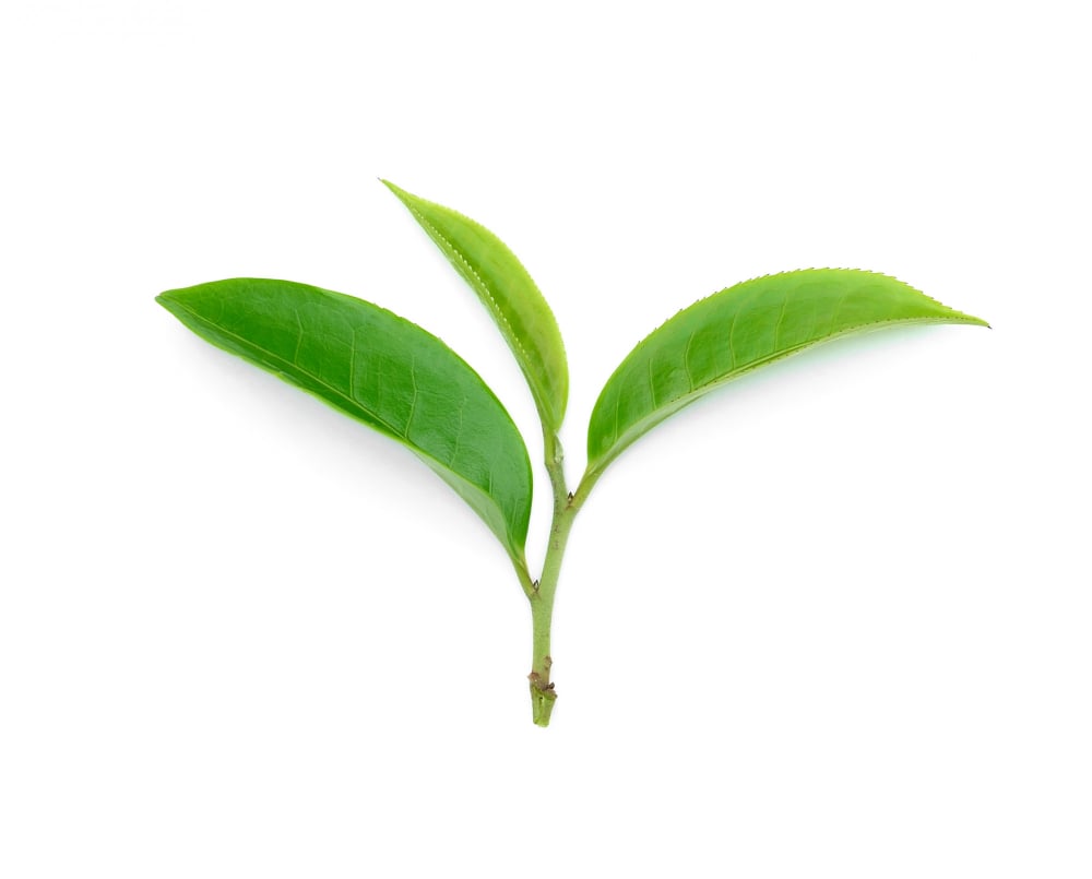 Exploring the Process and Benefits of Green Tea