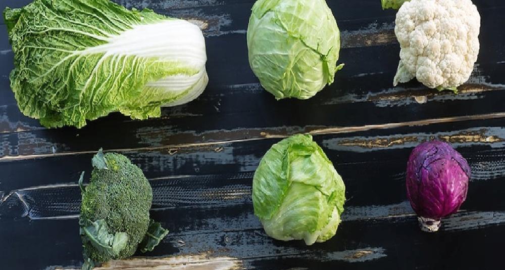 The Many Faces of Brassica Oleracea