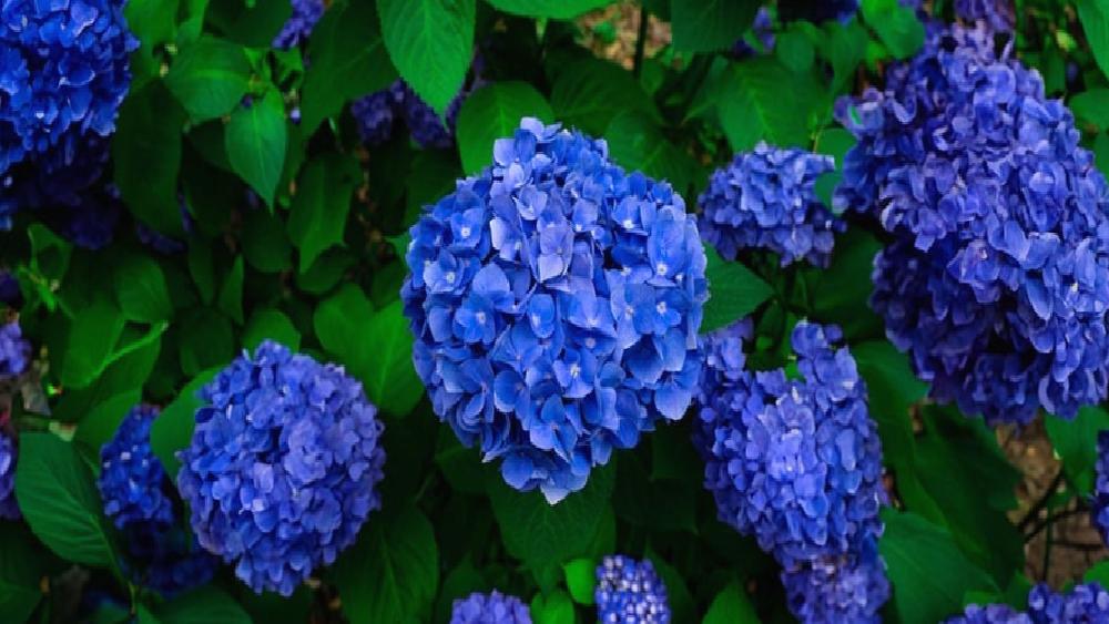 How to Manipulate Bloom Color
