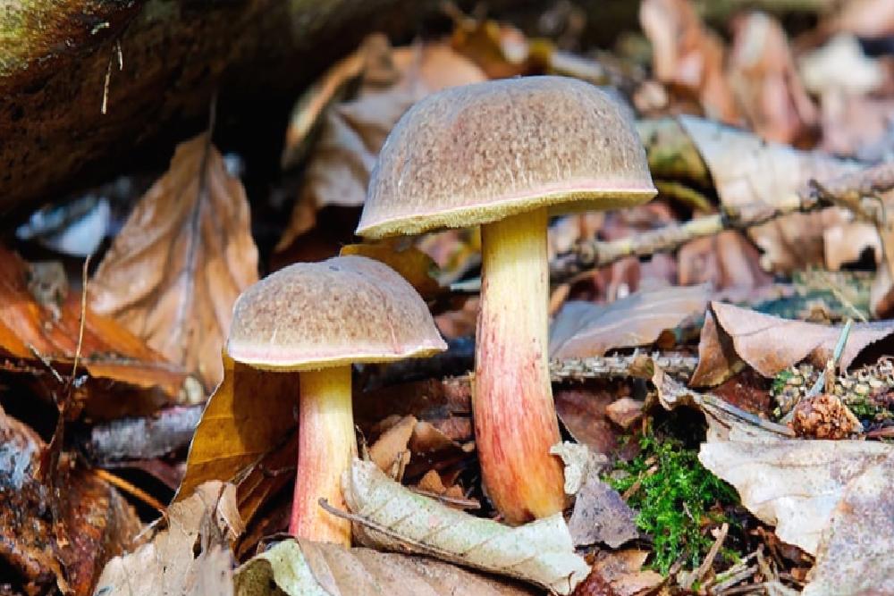 Why Should We Expose Mushrooms To The Sun?